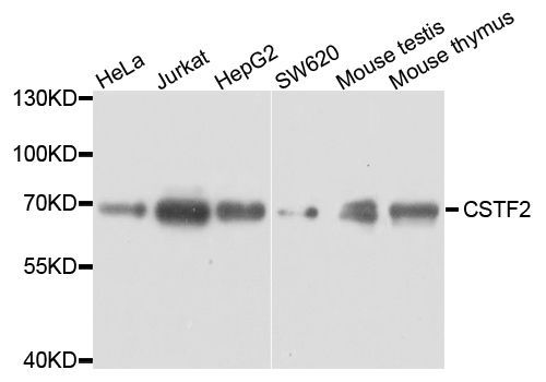 Western blot - CSTF2 Polyclonal Antibody (144-08116)