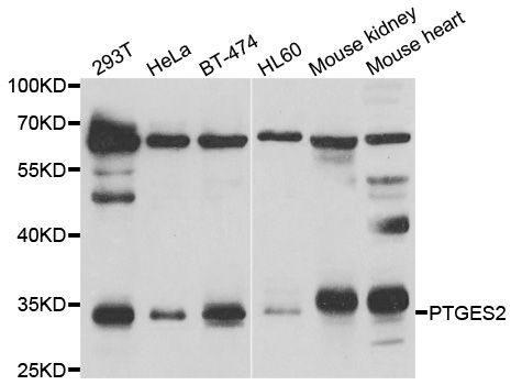Western blot - PTGES2 Polyclonal Antibody (144-07137)