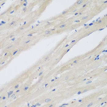 Immunohistochemistry - NAA50 antibody (144-61406)