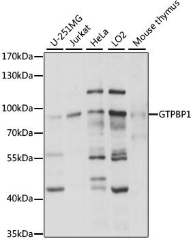 Western blot