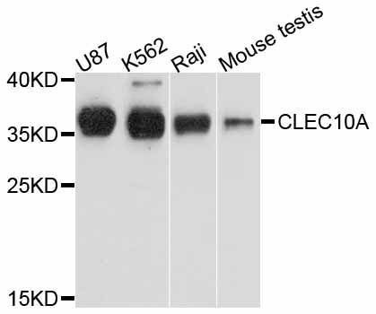 Western blot - CLEC10A antibody (144-11859)