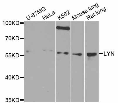 Western blot - LYN antibody (144-02093)