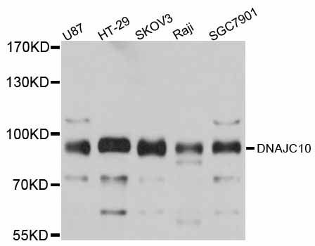 Western blot - DNAJC10 antibody (144-012143)