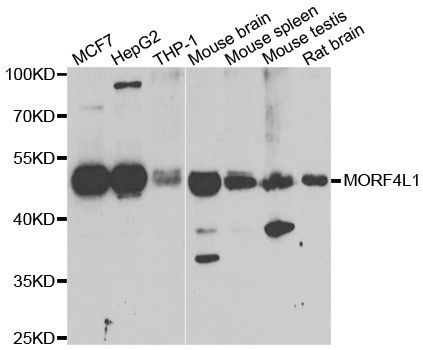 Western blot - MORF4L1 Polyclonal Antibody (144-07071)