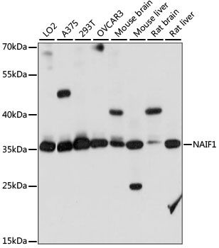 Western blot - NAIF1 antibody (144-015217)