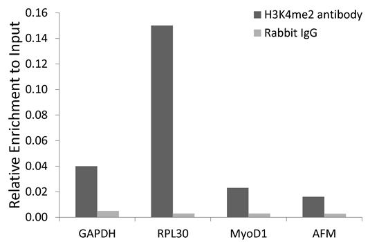 Immunofluorescence - DiMethyl-Histone H3-K4 pAb (144-61340)