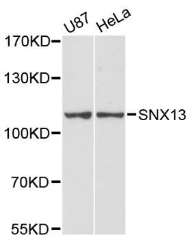 Western blot - SNX13 antibody (144-12821)