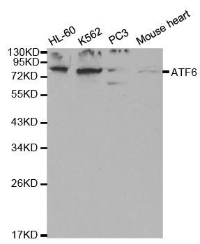 Western blot - ATF6 Polyclonal Antibody (144-00202)