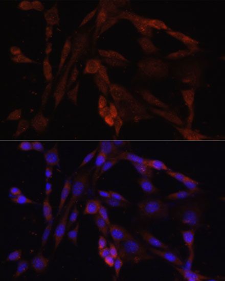 Immunofluorescence - OXA1L antibody (144-06300)