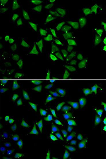Immunofluorescence - EIF3C Polyclonal Antibody (144-07022)
