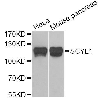 Western blot - SCYL1 Antibody (144-06735)