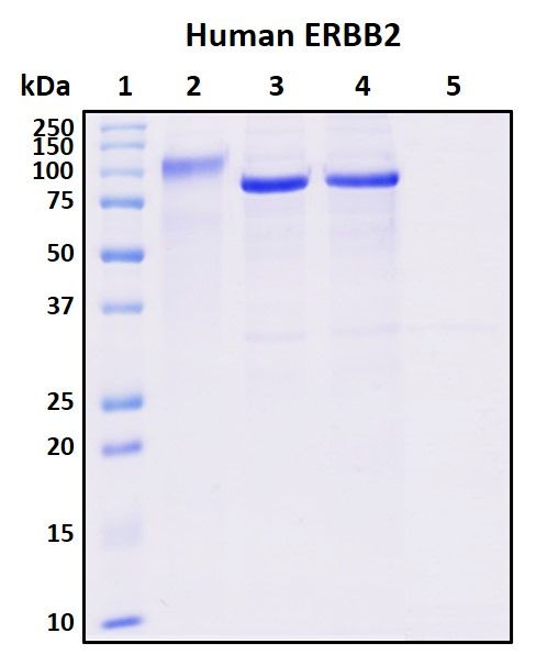 SDS-PAGE