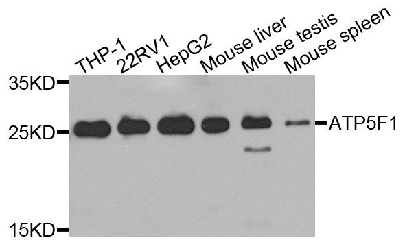 Western blot - ATP5F1 antibody (144-07645)