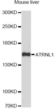 Western blot - ATRNL1 Polyclonal Antibody (144-014868)