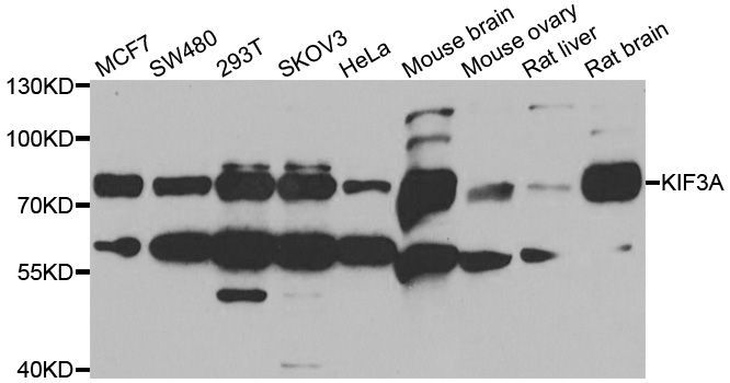 Western blot - KIF3A Polyclonal Antibody (144-06639)