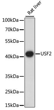 Western blot - USF2 antibody (144-61455)