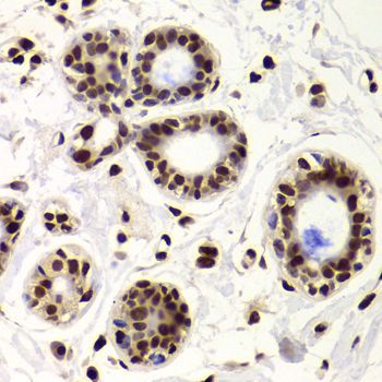Immunohistochemistry - XRCC6 Polyclonal Antibody (144-00883)