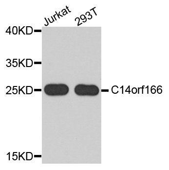 Western blot - C14orf166 antibody (144-03436)