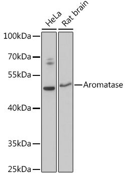 Western blot