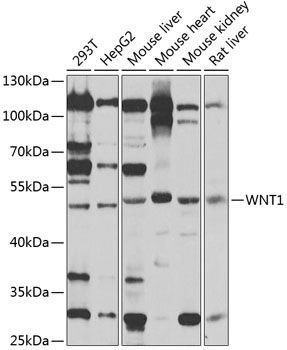 Western blot