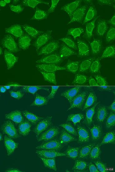 Immunofluorescence - ADH7 antibody (144-07871)