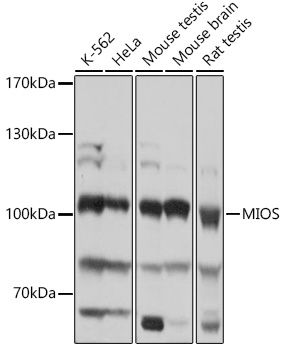 Western blot
