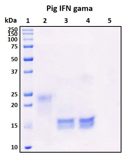 SDS-PAGE