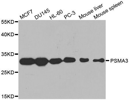 Western blot - PSMA3 Polyclonal Antibody (144-01245)