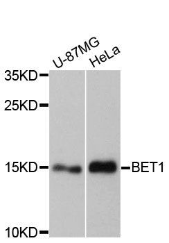 Western blot - BET1 Polyclonal Antibody (144-60170)