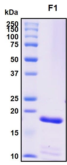 SDS-PAGE