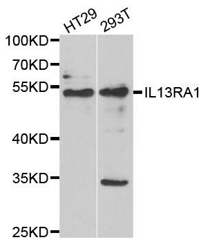 Western blot - IL13RA1 antibody (144-06628)