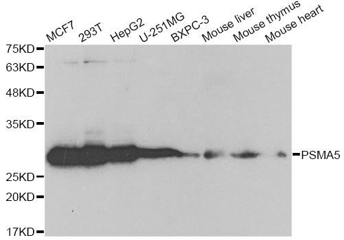 Western blot - PSMA5 antibody (144-60567)