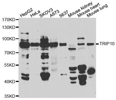 Western blot - TRIP10 antibody (144-07038)