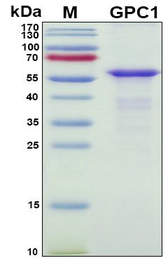 SDS-PAGE