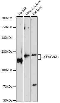 Western blot - CEACAM1 antibody (144-01702)