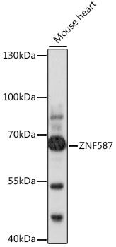Western blot