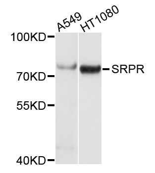 Western blot - SRPR antibody (144-05939)