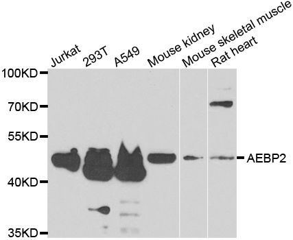 Western blot - AEBP2 antibody (144-07400)