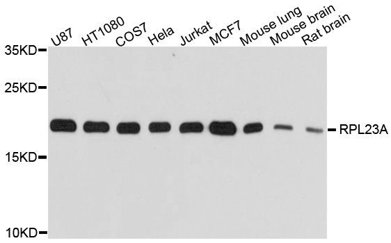 Western blot - RPL23A Polyclonal Antibody (144-04086)