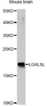 Western blot - LGALSL antibody (144-60836)