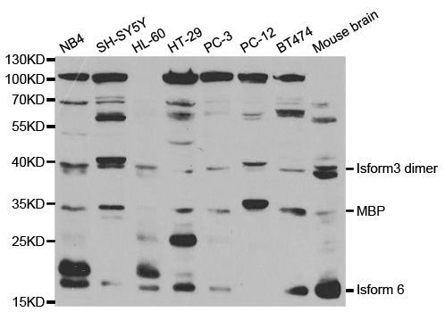 Western blot - MBP antibody (144-01664)