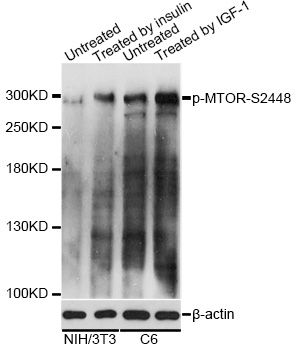 Western blot - Phospho-mTOR-S2448 pAb (144-50094)