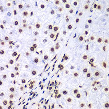 Immunohistochemistry - HIST3H3 antibody (144-61338)