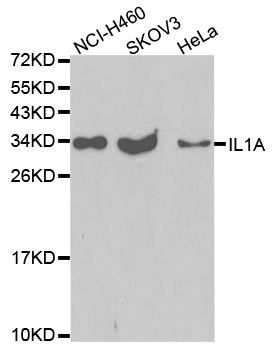 Western blot - IL1A antibody (144-02170)