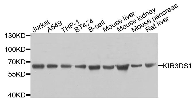 Western blot - KIR3DS1 antibody (144-09936)