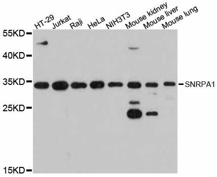 Western blot - SNRPA1 antibody (144-12161)
