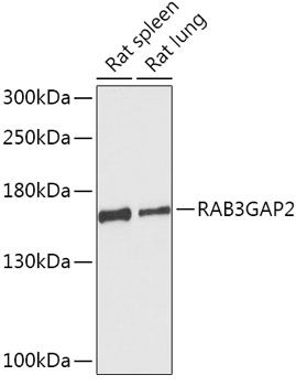 Western blot