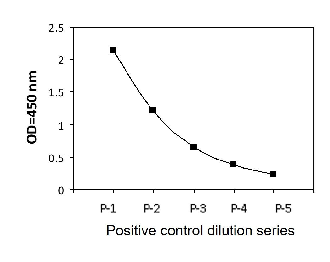 CHK1 (Ser296) - Positive Control