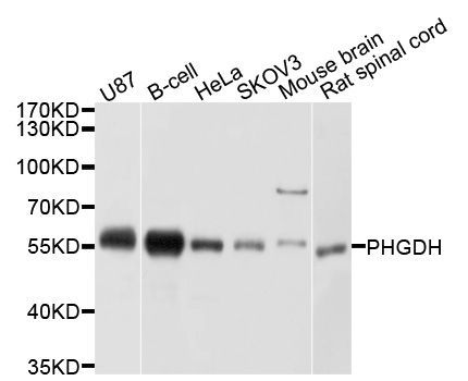 Western blot - PHGDH Polyclonal Antibody (144-10461)