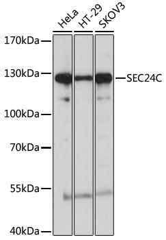 Western blot